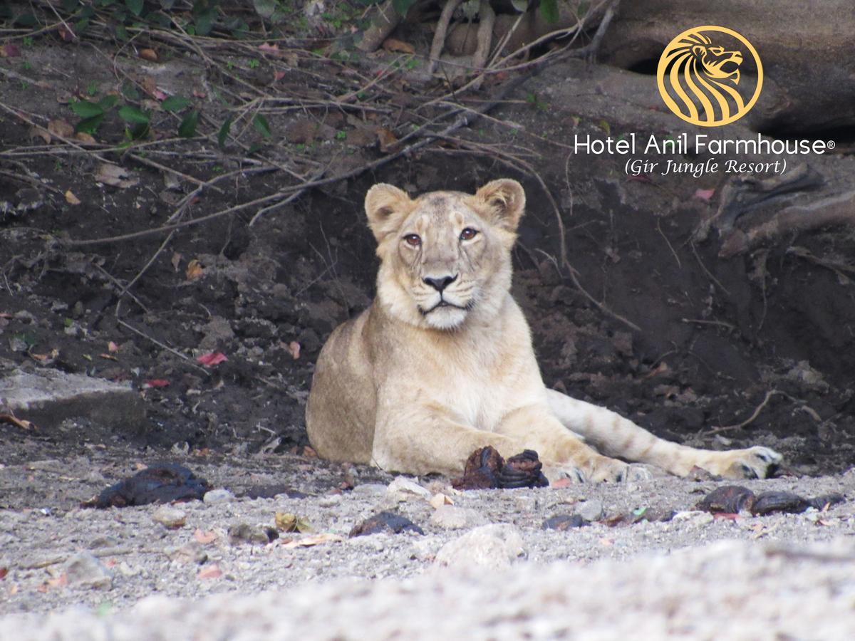 Hotel Anil Farmhouse Gir Jungle Resort Sasan Gir Dış mekan fotoğraf