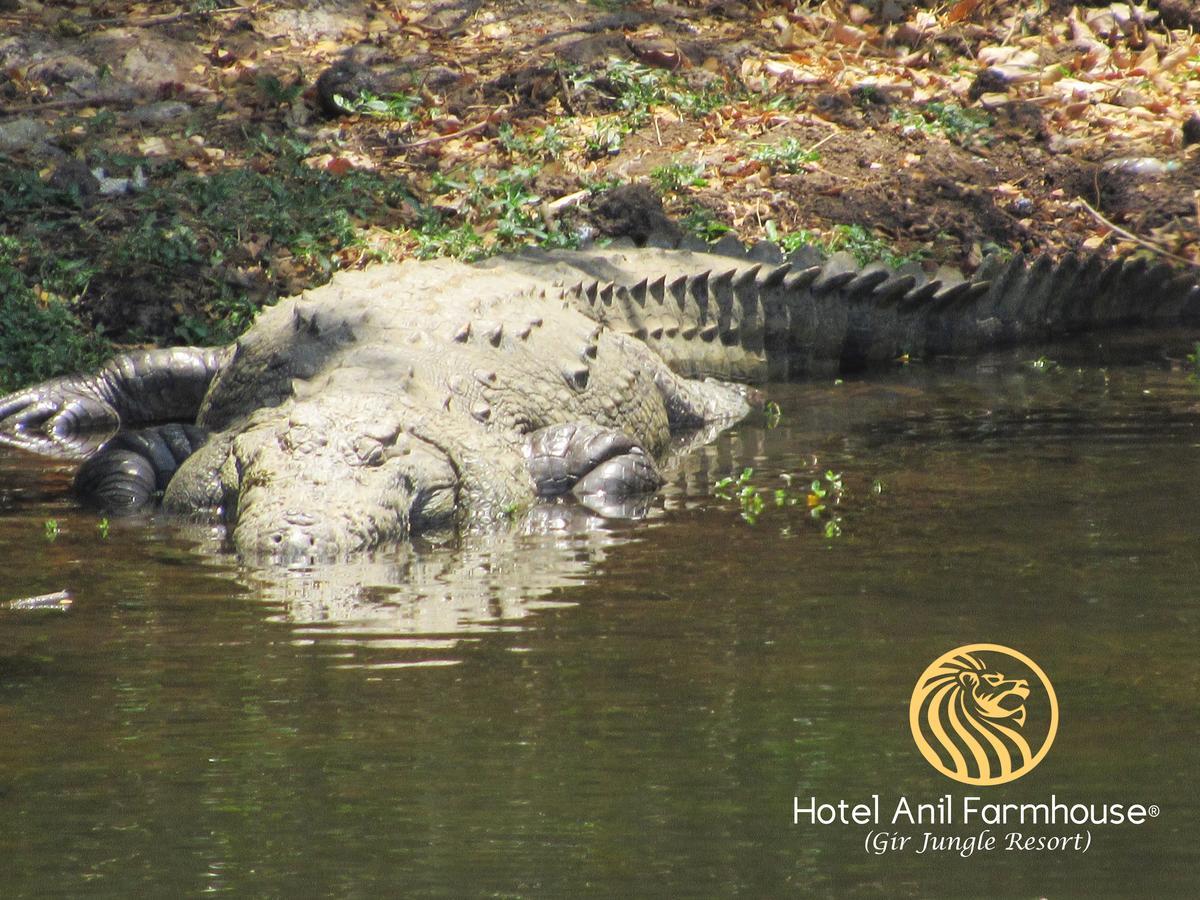 Hotel Anil Farmhouse Gir Jungle Resort Sasan Gir Dış mekan fotoğraf