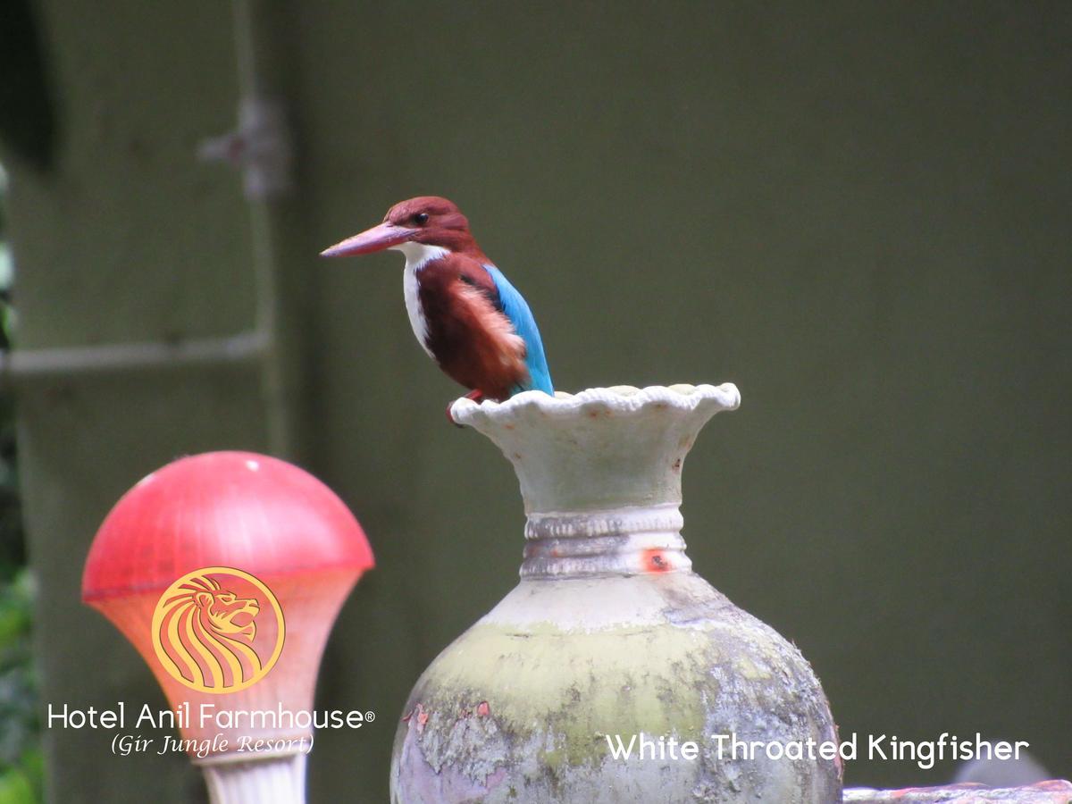 Hotel Anil Farmhouse Gir Jungle Resort Sasan Gir Dış mekan fotoğraf